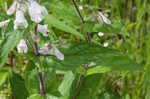 Eastern gray beardstongue